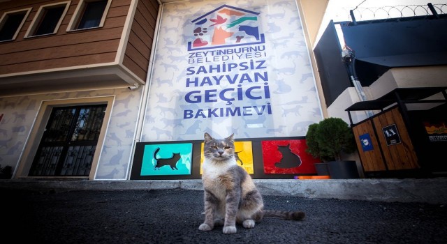 Zeytinburnunda sokak hayvanlarına 34 ton mama dağıtıldı
