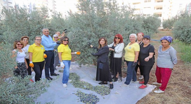 Zeytinler kız çocukları için toplandı