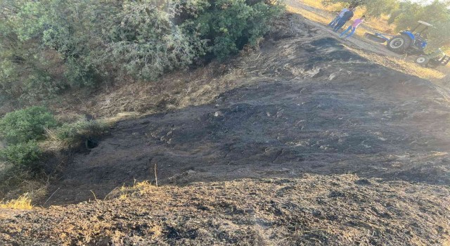 Zeytinlik alanda çıkan yangın büyümeden söndürüldü