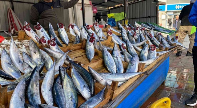 Zonguldakta palamudun fiyatı yükselişe geçti