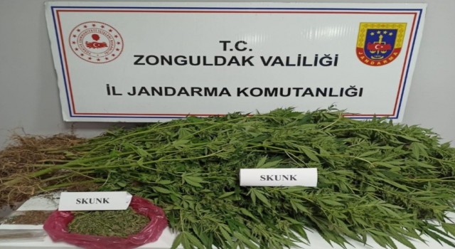Zonguldakta uyuşturucu operasyonu