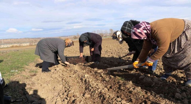 150 bin lale soğanı toprakla buluştu