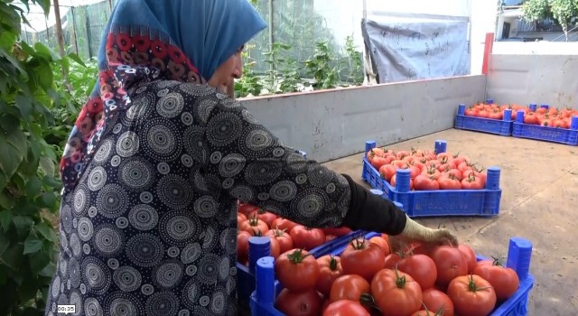 2 bin 500 nüfuslu köyün yüzde 90ı tarımla uğraşıyor, hasat zamanı çevre köylerden işçi alıyor