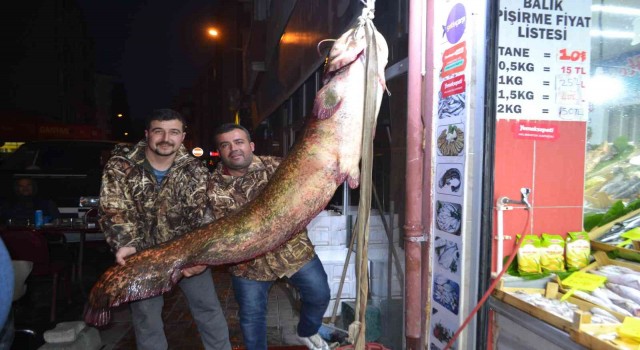 2 metreye yakın dev balık görenleri şaşkına çevirdi