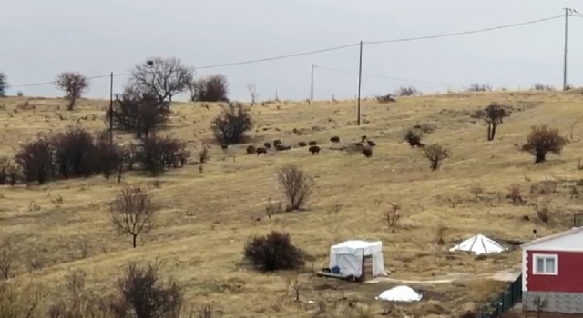 Aç kalan domuz sürüsü şehir merkezine indi