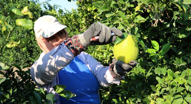 Adana'da portakal hasadı başladı, bahçede kilosu 10-12 lira