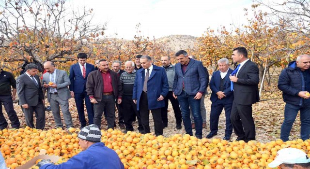 Adıyamanda Cennet Hurması hasadı başladı