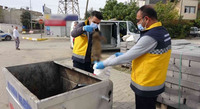 Adıyamanda kedi vahşeti