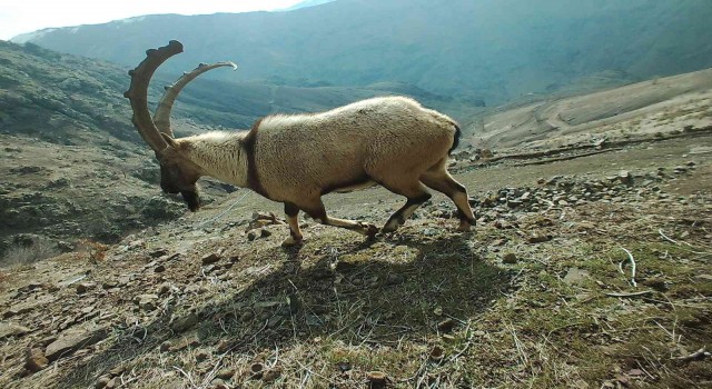 Adıyamanda yaban hayatı fotokapana yansıdı