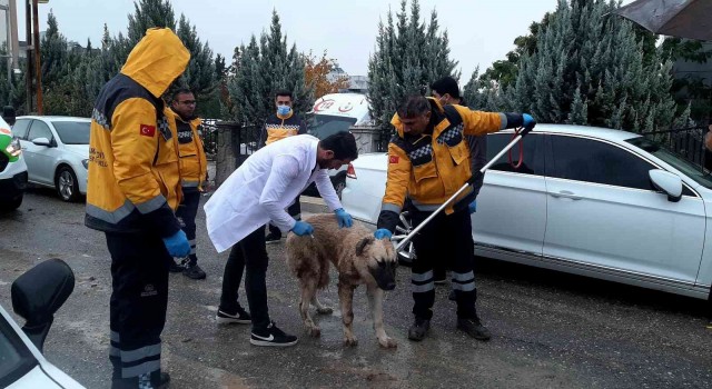 Adıyamandaki kuduz vakasının ardından sokak hayvanlarına aşılama başladı