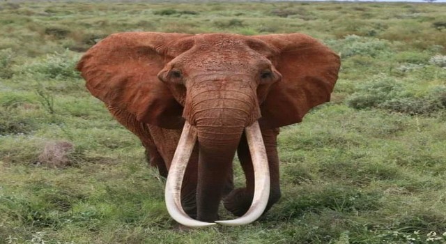Afrikanın en büyük tusker cinsi dişi fili olduğuna inanılan Dida öldü