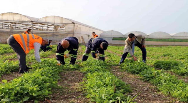 Akdenizde toprakla buluşturulan maralfalfa bitkisi çelikleri yeşerdi