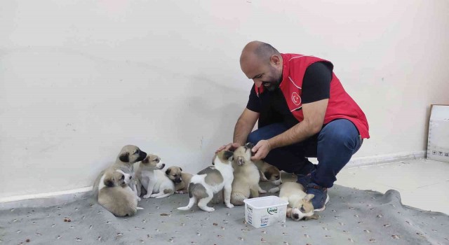 Annelerine araba çarpan yavru köpeklere sahip çıktılar