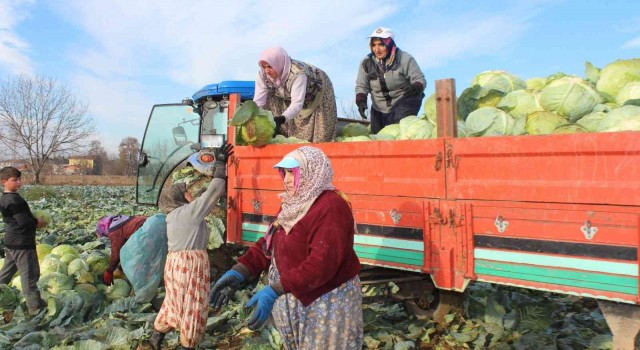 Ayaz gören lahanada satışlar arttı