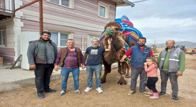 Aydında develer havutlanarak güreşlere hazırlanıyor