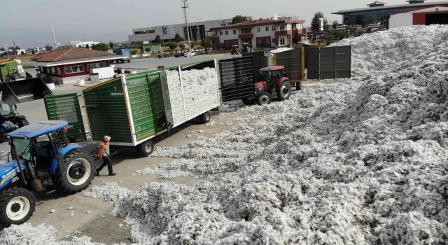 Aydında fiyatlar düştü, pamuklar rafa kaldırıldı