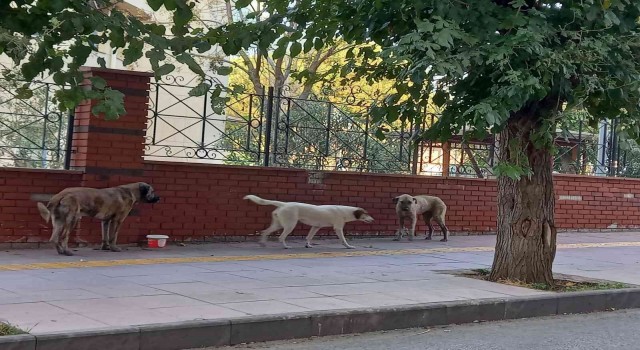 Aydında sokak köpekleri sorun olmaya başladı