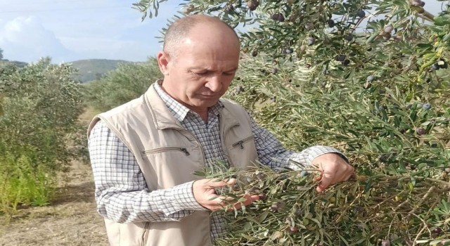 Aydında zeytin ve narenciye bahçeleri denetlendi