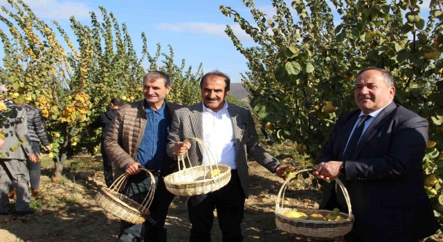 Ayva'da hasat coşkusu