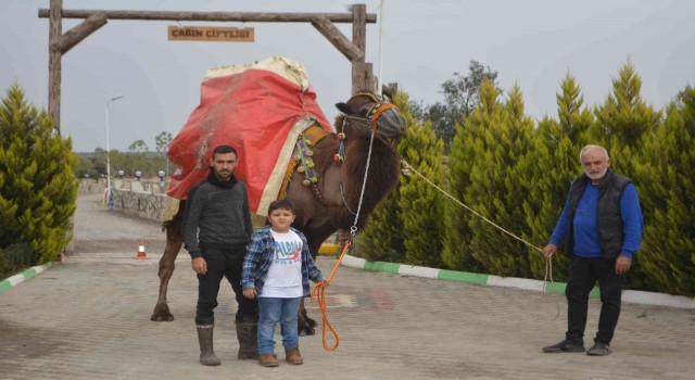 Ayvalık, deve güreşleri şölenine hazırlanıyor