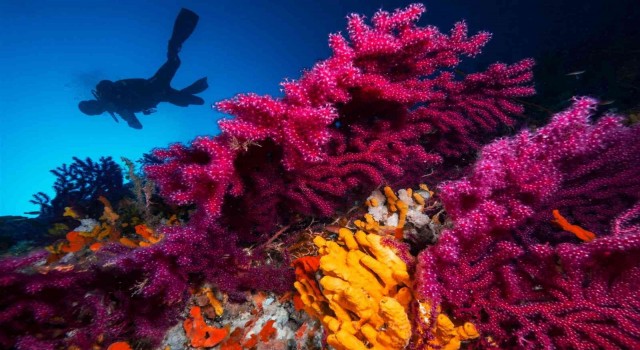 Ayvalıkın kırmızı mercanları dünya turizmine açılıyor