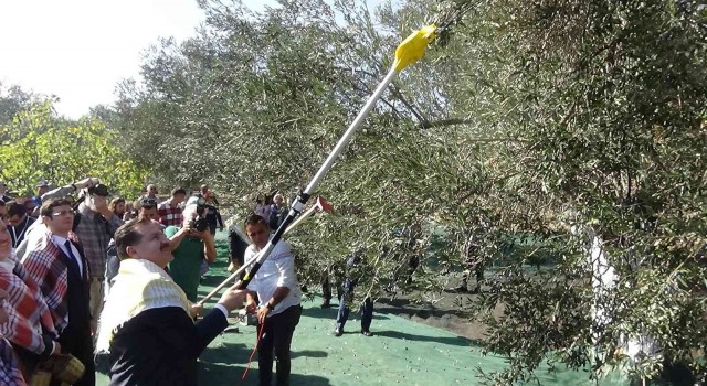 Ayvalıkta zeytin festivali dahilinde zeytin hasadı yapıldı