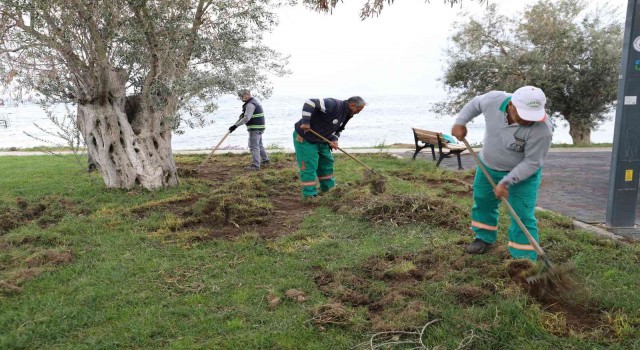 Balıkesirde domuzlar sahili talan etti