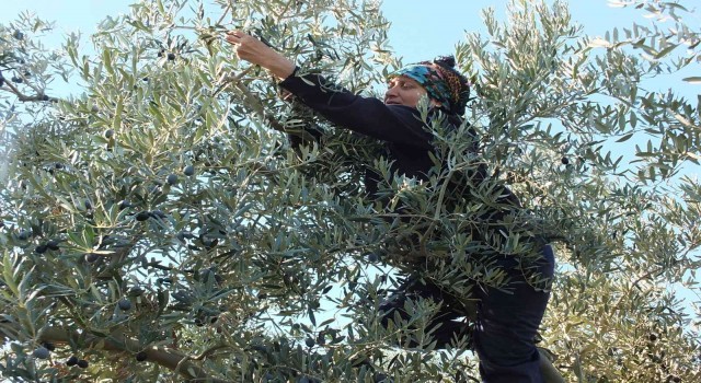 Balıkesirde zeytin hasadına başlandı