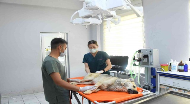 Başkan Altaydan hayvan barınağındaki olayla ilgili açıklama