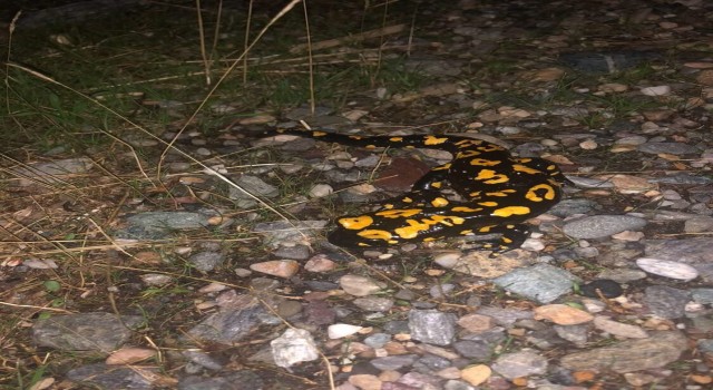 Batmanda nesli tehdit altında olan sarı benekli semender görüldü