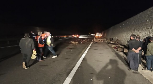 Batmanda tankerin çarptığı 95 koyun telef oldu