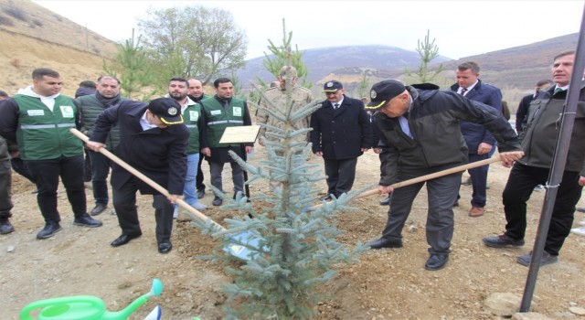 Bayburtta 105 bin adet fidan toprakla buluşturuldu