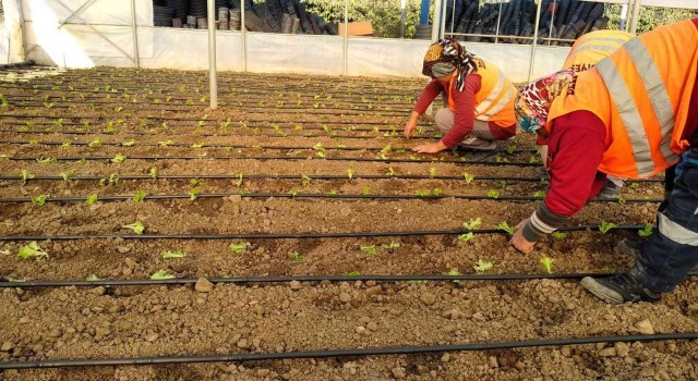 Belediyeden ihtiyaç sahiplerine marul desteği