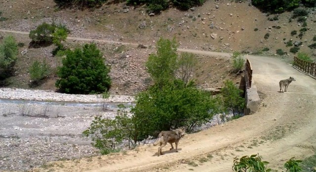 Bingölde yaban hayatı fotokapanlara yansıdı