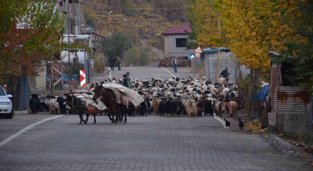 Binlerce küçükbaş hayvan sıcak bölgelere ulaşmak için seferde