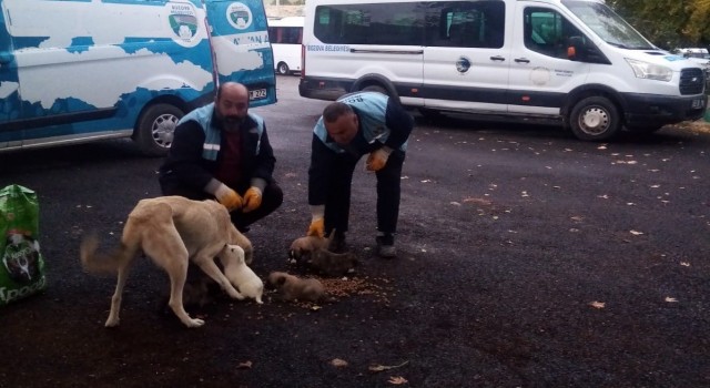 Bozovada toplanan köpeklerin dağ başına bırakıldığı iddialarına yalanlama