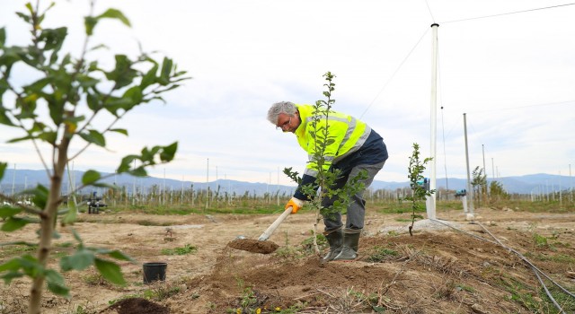 Bu bahçede 26 türden 62 çeşit meyve yetişiyor
