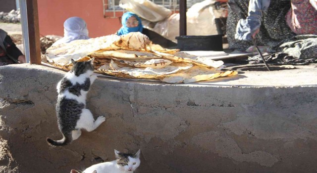 Bu da Ekmeğinin peşinde koşan kedi