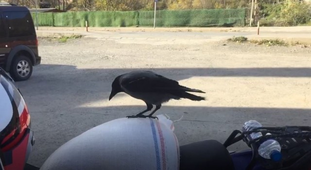Bu karga Artvinde esnafın maskotu oldu