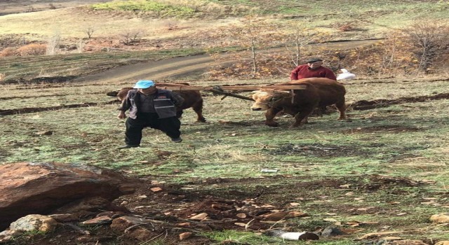 Bu köyde hala kara saban kullanılıyor