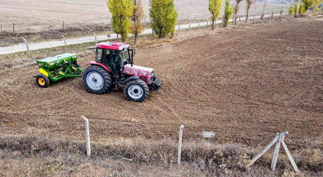 Buğday eken belediye ihtiyaç sahiplerine un dağıtacak