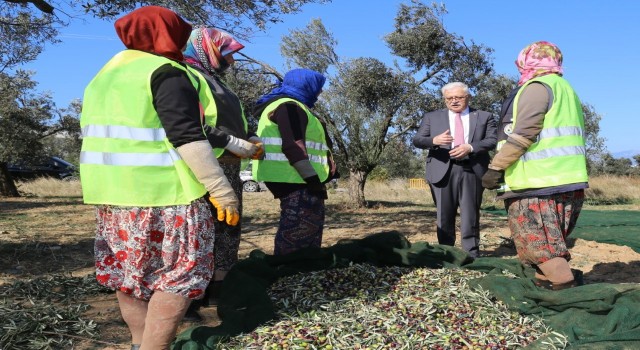 Burhaniyede Başkan Deveciler zeytin işçileri ile buluştu