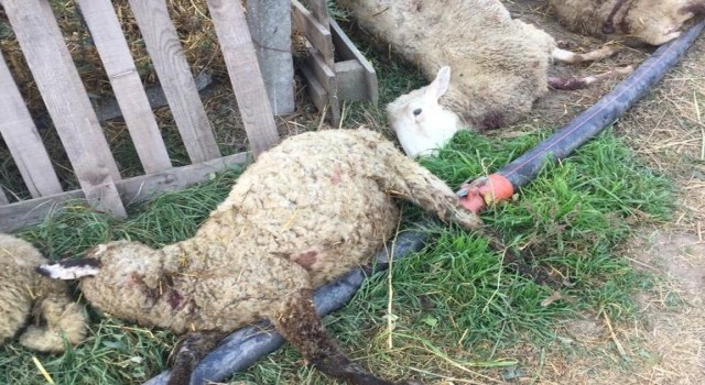Bursada sokak köpekleri dehşet saçtı