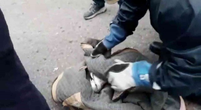 Büyükadada, ağaçta dallar arasında sıkışarak mahsur kalan martı kurtarıldı
