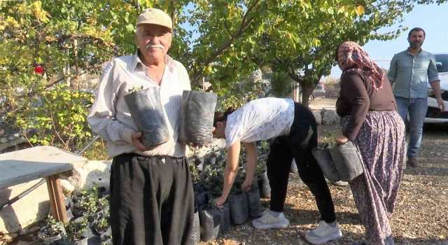 Büyükşehirden çiftçiye keçiboynuzu desteği