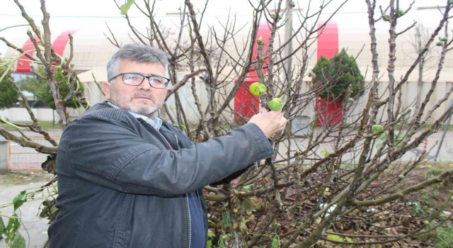 Çanakkalede incir ağacı kış mevsiminde meyve verdi