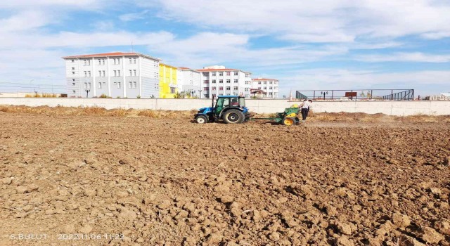 Çavdarhisarda öğrenciler okula ait 100 dekar alana 2 ton buğday ekti