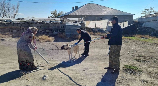 Çocukları yaralayan sokak köpeklerine kuduz aşısı yapıldı