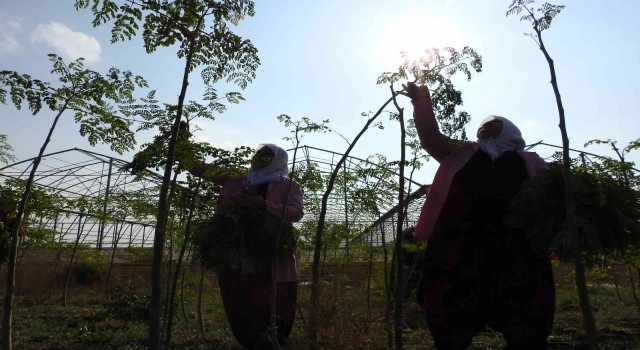 Cumhurbaşkanının bahsettiği moringa böyle üretiliyor