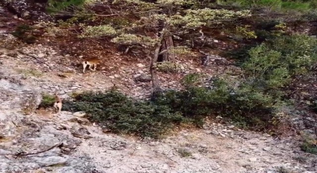 Dağ keçisi sürüsü dron ile görüntülendi